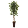 Homplanti 6.5' Ficus W/decorative Planter