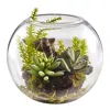 Homplanti 6.5" Mix Succulent Garden W/glass Vase