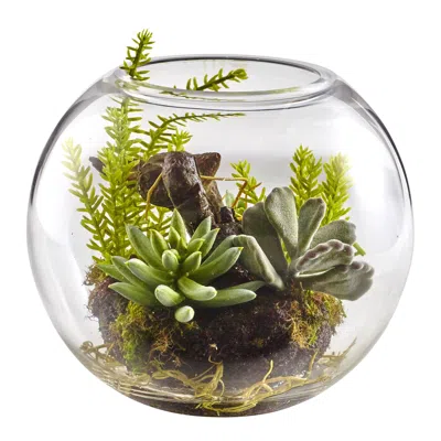 Homplanti 6.5" Mix Succulent Garden W/glass Vase