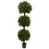 Homplanti 6.5' Sweet Bay Triple Ball Topiary W/2600 Lvs