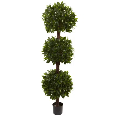 Homplanti 6.5' Sweet Bay Triple Ball Topiary W/2600 Lvs