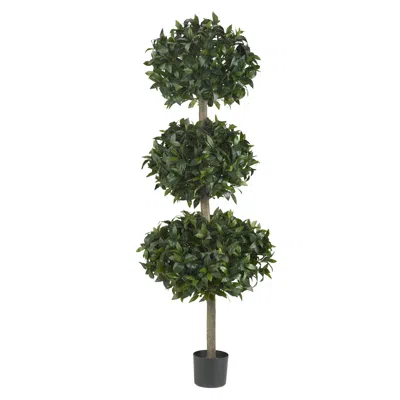 Homplanti 69" Sweet Bay Triple Ball Tree W/2664 Lvs