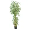 Homplanti 7' Fancy Slim Bamboo W/2275 Lvs