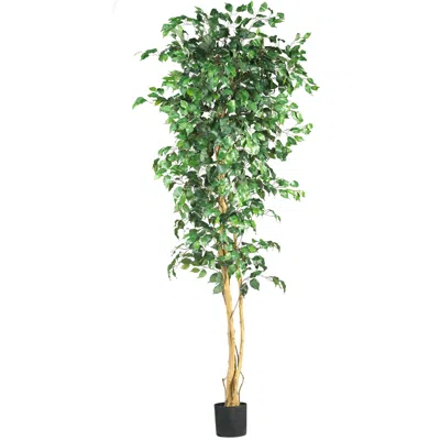 Homplanti 7' Ficus Tree X 3 W/1260 Lvs