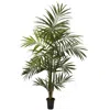Homplanti 7' Kentia Palm Tree W/13 Fonds