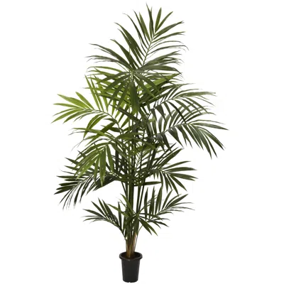 Homplanti 7' Kentia Palm Tree W/13 Fonds