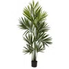 Homplanti 7' Kentia Palm X 12 W/230 Lvs