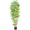 Homplanti 7' Multi Bambusa Bamboo Tree W/2275 Lvs