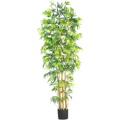 Homplanti 7' Multi Bambusa Bamboo Tree W/2275 Lvs