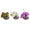 Homplanti 7" Phalaenopsis Pot (set Of 3)