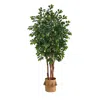 Homplanti 7' Sakaki Tree W/1862 Lvs In Natural Jute Planter W/tassels