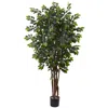 Homplanti 7' Sakaki Tree X 4w/ 1862 Lvs.