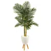 Homplanti 70" Golden Cane Palm Tree In White Planter With Stand