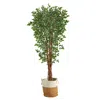 Homplanti 70" Variegated Ficus Tree In Jute Planter Uv(indoor/outdoor)