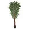 Homplanti 70" Variegated Ficus Tree Uv Resistant (indoor/outdoor)