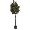 Homplanti 75" Capensia Ficus Artificial Tree