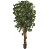 Homplanti 7.5' Lychee Tree X 7 W/5406 Lvs