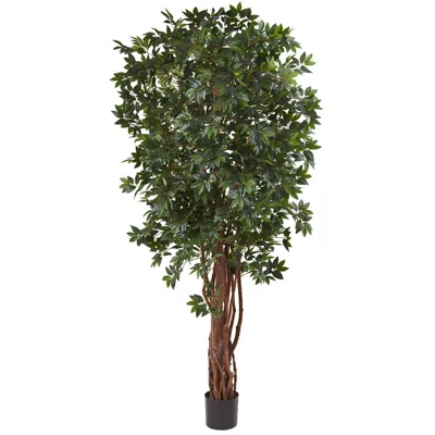 Homplanti 7.5' Lychee Tree X 7 W/5406 Lvs