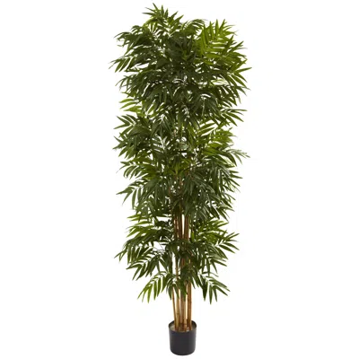 Homplanti 7.5' Phoenix Palm Tree X 12 W/1988 Lvs