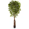 Homplanti 7.5' Super Deluxe Ficus Tree X 4 W/1386 Lvs.