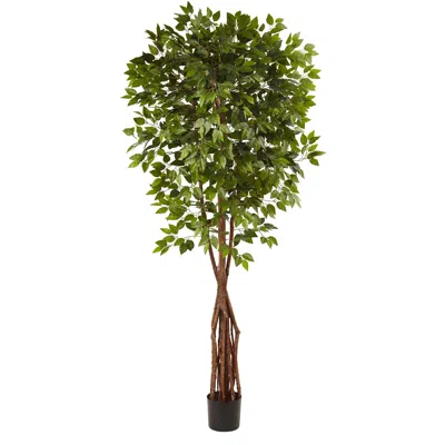 Homplanti 7.5' Super Deluxe Ficus Tree X 4 W/1386 Lvs.