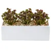 Homplanti 7.75" Sedum Succulent In Rectangular Planter