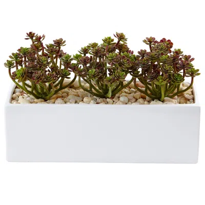 Homplanti 7.75" Sedum Succulent In Rectangular Planter In White