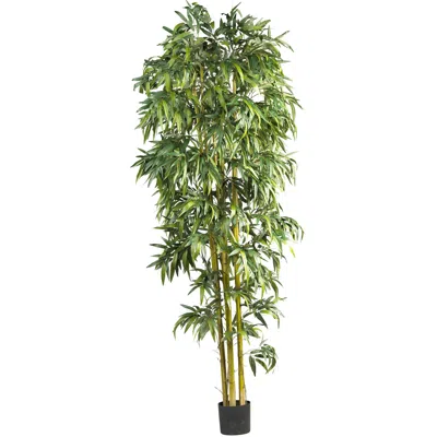 Homplanti 8' Biggy Style Bamboo Tree X 6 W/1920 Lvs