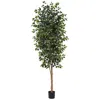 Homplanti 8' Ficus Tree X 3 W/1512 Lvs
