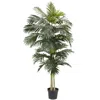 Homplanti 8' Golden Cane Palm Tree