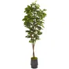 Homplanti 88" Fig Artificial Tree In Ribbed Metal Planter