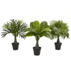 Homplanti Areca Fountain & Banana Palm (set Of 3)