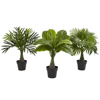 Homplanti Areca Fountain & Banana Palm (set Of 3)
