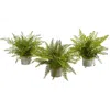 Homplanti Assorted Ferns With Planter Artificial Plant (set Of 3) 14"