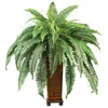Homplanti Boston Fern W/decorative Wood Vase