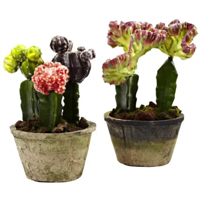 Homplanti Colorful Cactus Gardens (set Of 2)