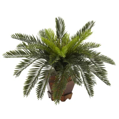Homplanti Cycas W/hexagon Vase