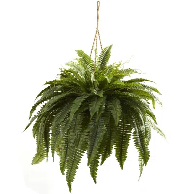 Homplanti Double Giant Boston Fern Hanging Basket