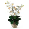 Homplanti Double Stem Phalaenopsis Cream