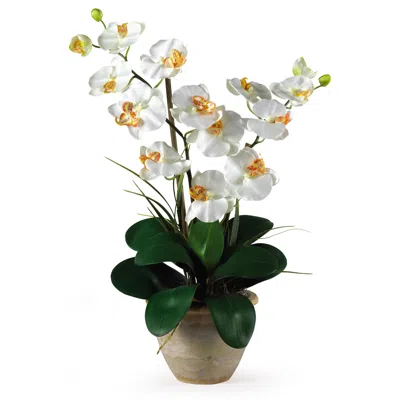 Homplanti Double Stem Phalaenopsis Cream In White
