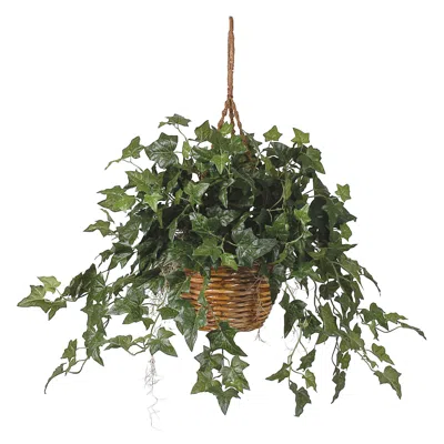 Homplanti English Ivy Hanging Basket In Green