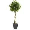 Homplanti Ficus Tree In Slate Planter Uv Resistant (indoor/outdoor)