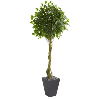 Homplanti Ficus Tree In Slate Planter Uv Resistant (indoor/outdoor) In Green