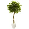 Homplanti Ficus Tree In White Planter Uv Resistant (indoor/outdoor)
