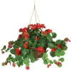 Homplanti Geranium Hanging Basket - Red