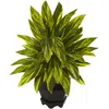 Homplanti Ginger Plant W/black Planter