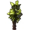 Homplanti Golden Dieffenbachia W/bamboo Planter
