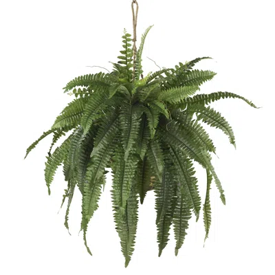 Homplanti Large Boston Fern Hanging Basket