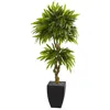 Homplanti Mango Tree In Black Planter Uv Resistant (indoor/outdoor)