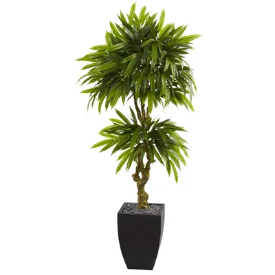 Homplanti Mango Tree In Black Planter Uv Resistant (indoor/outdoor)